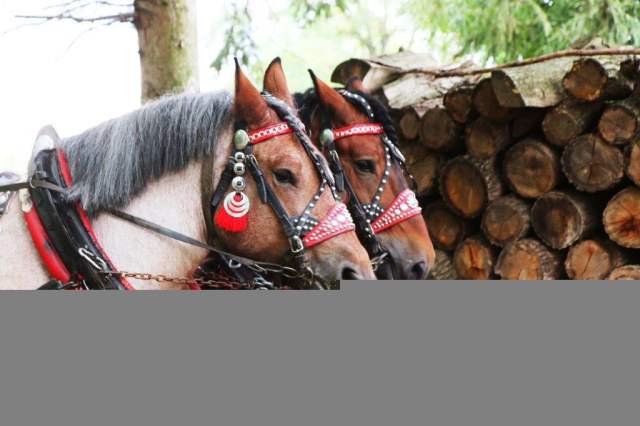 furmanske_preteky2019_06